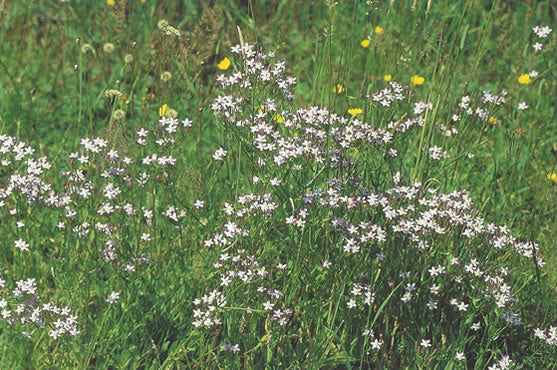 Nr. 4 Centaury (Tausendgüldenkraut)
