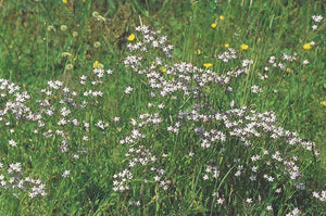 Nr. 4 Centaury (Tausendgüldenkraut)