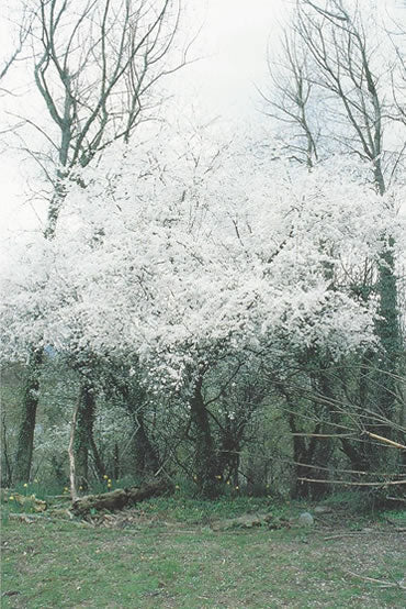 Nr. 6 Cherry Plum (Kirschpflaume)