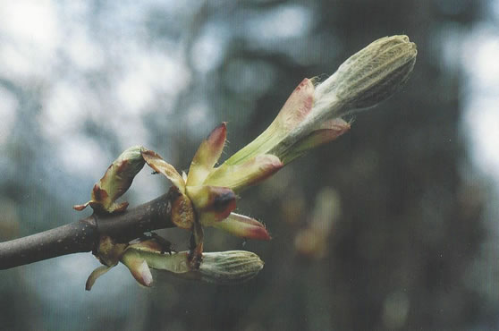 Nr. 7 Chestnut Bud (Kastanienknospen)