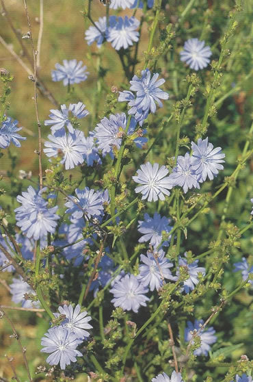 Nr. 8 Chicory (Wegwarte)