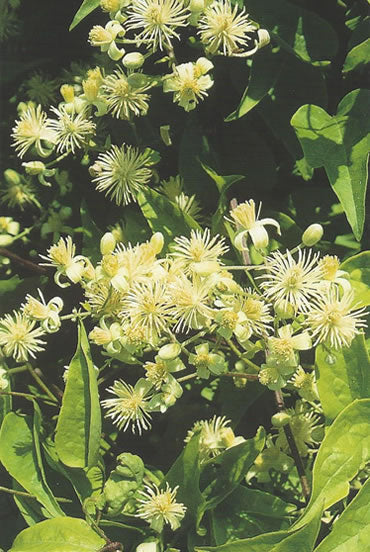 Nr. 9 Clematis (Weisse Waldrebe)