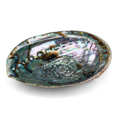 Abalone-Schale inkl. Halter