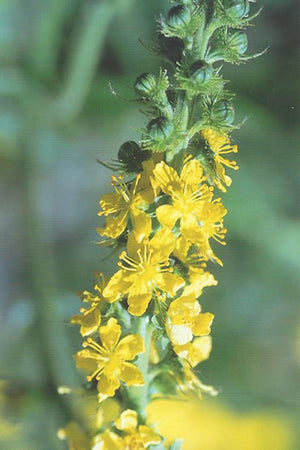Nr. 1 Agrimony (Odermennig)