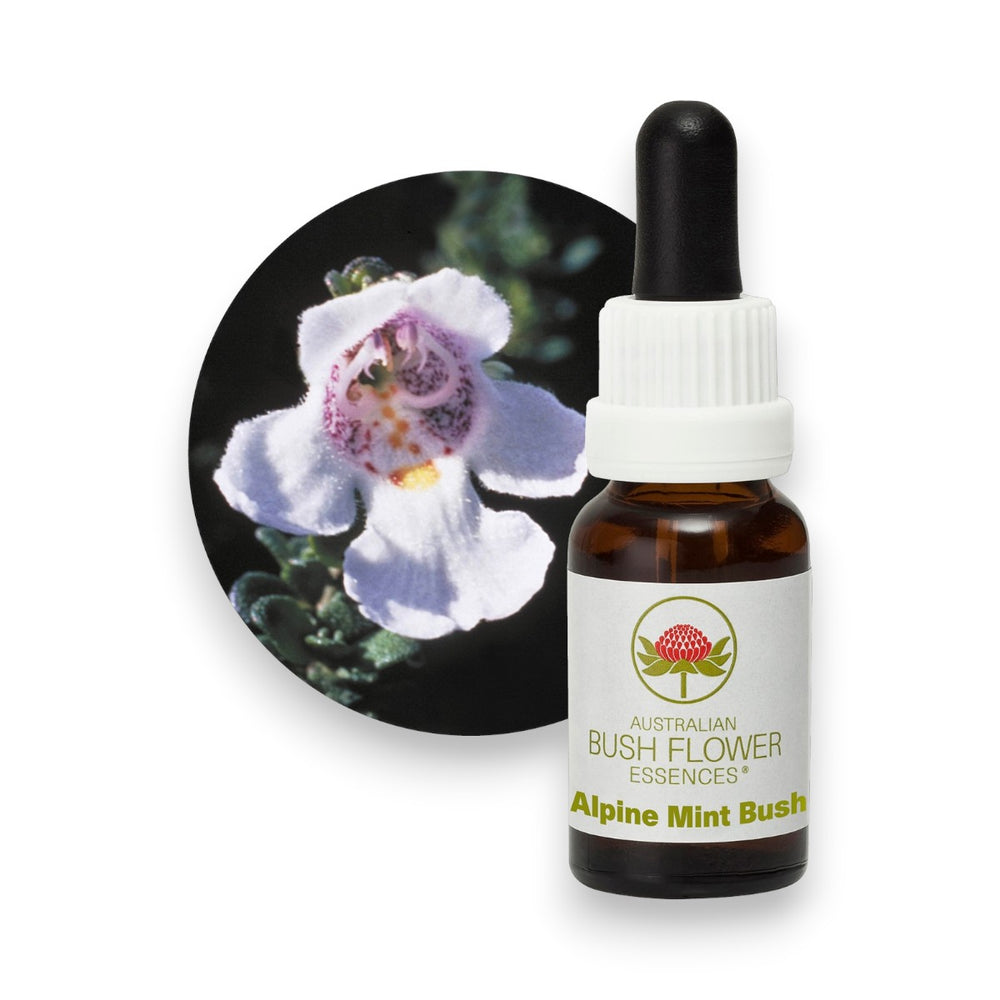 Alpine Mint Bush