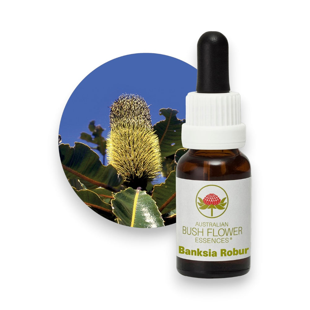 Banksia Robur
