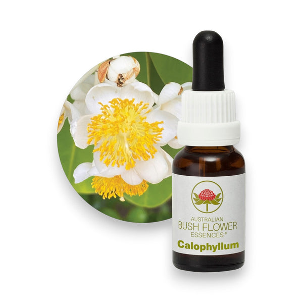 Calophyllum
