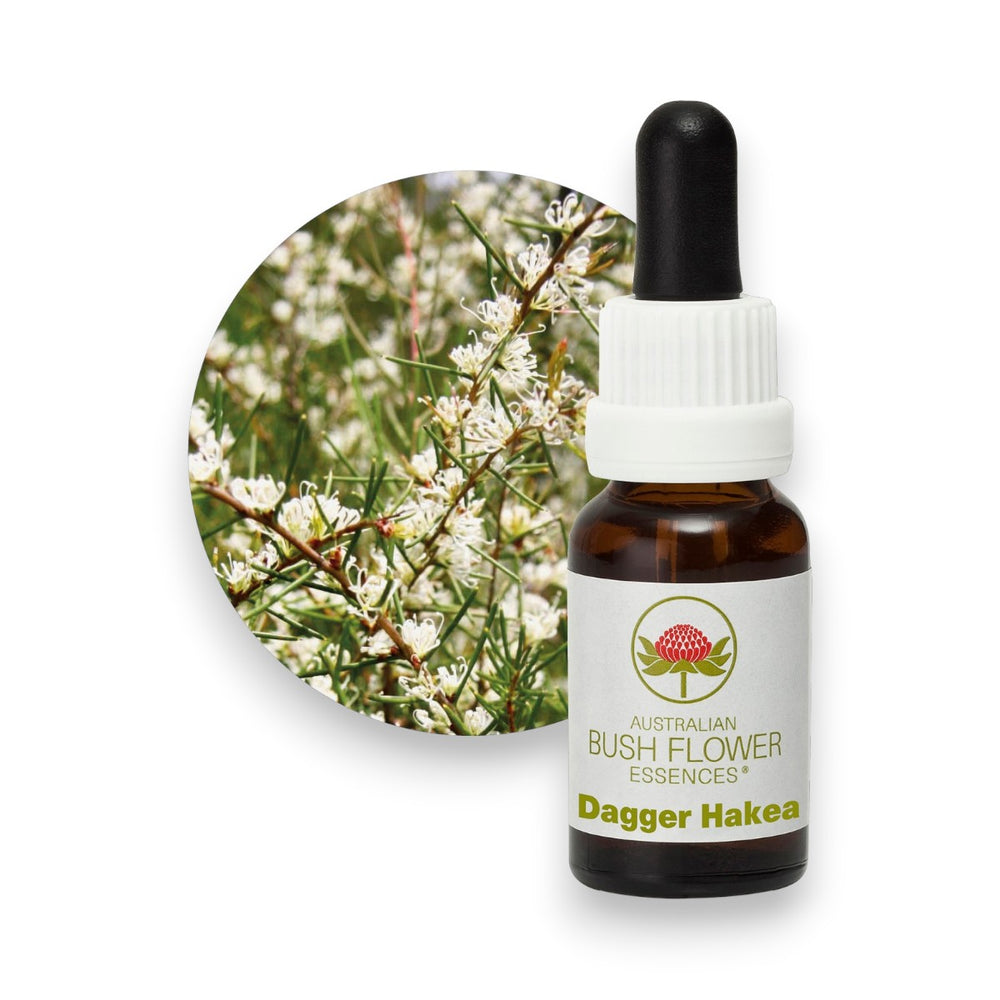 Dagger Hakea