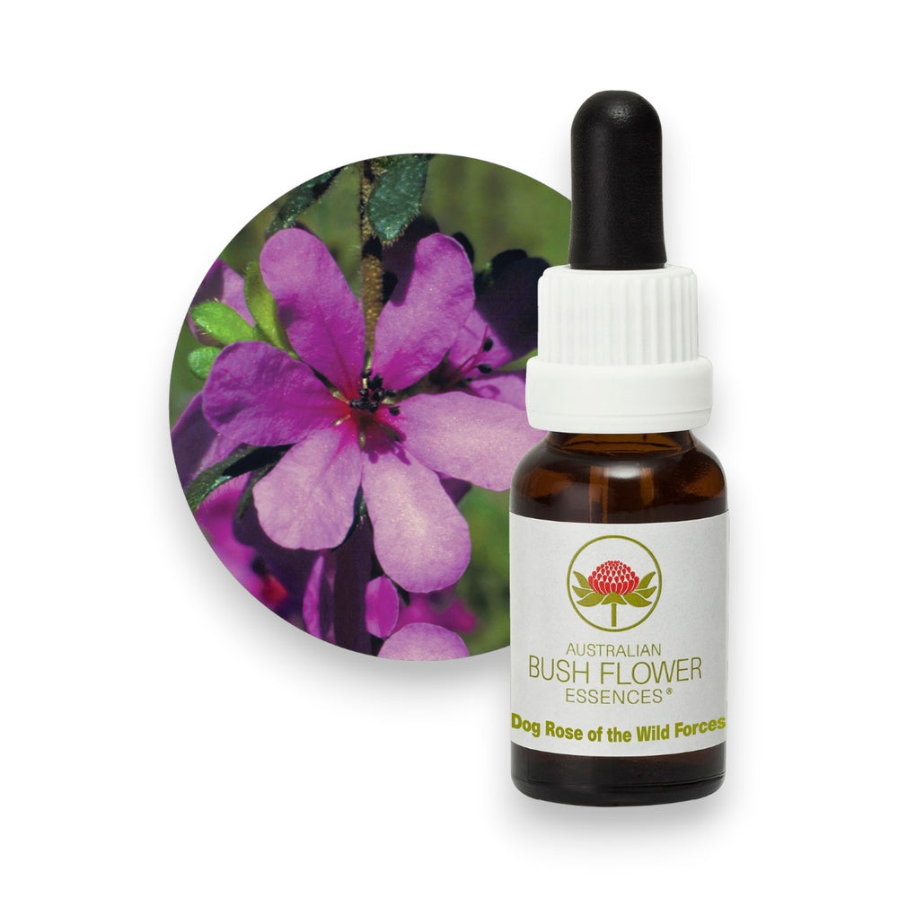 Dog Rose Of The Wild Forces