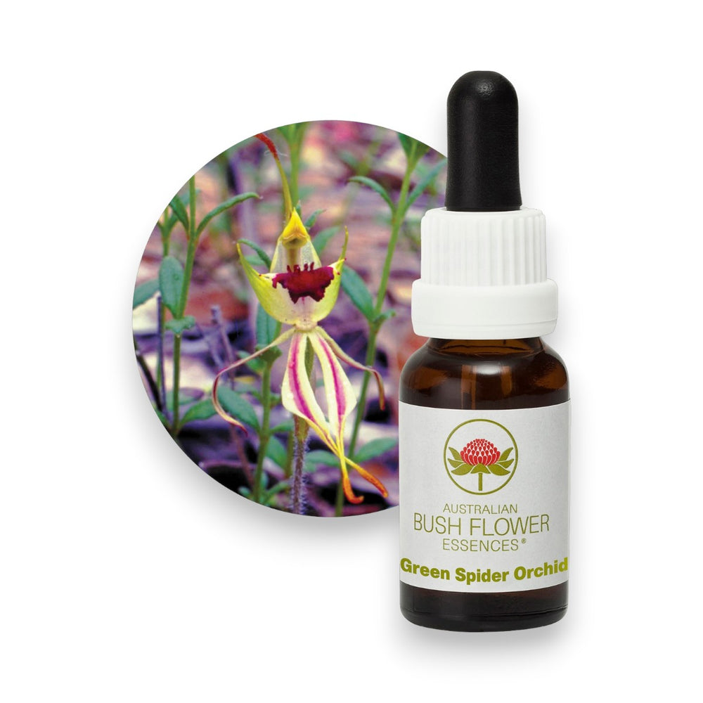 Green Spider Orchid
