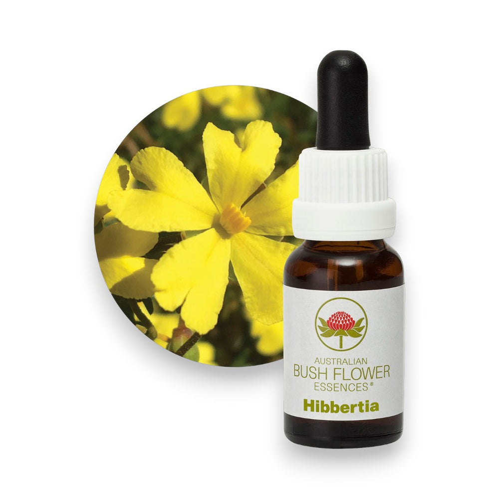 Hibbertia