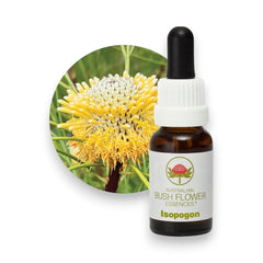 Isopogon