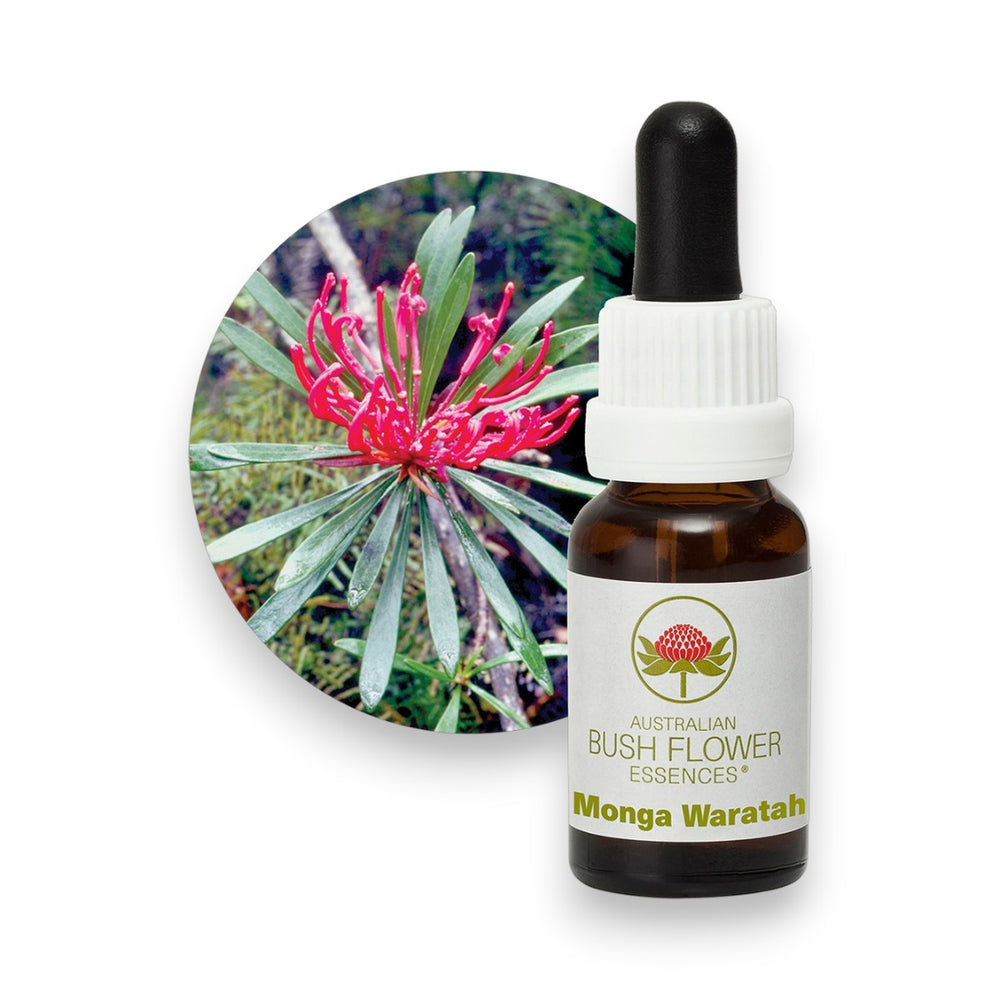Monga Waratah
