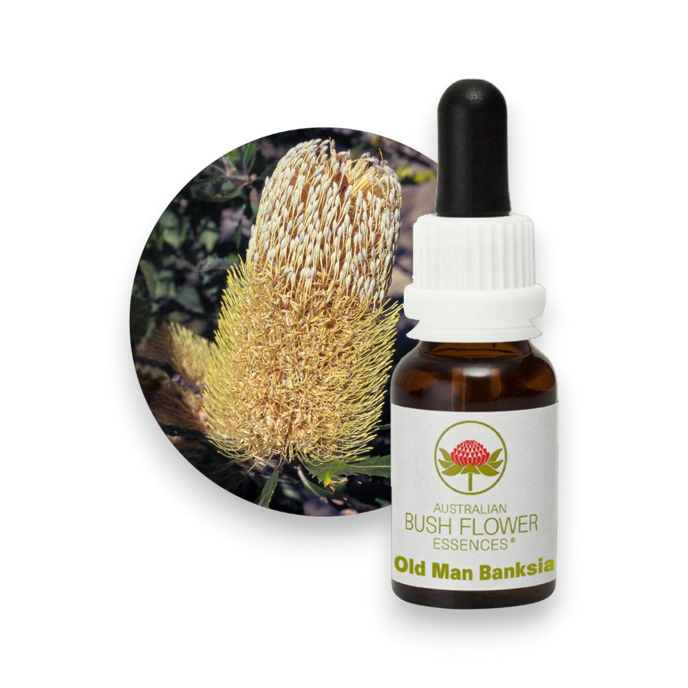Old Man Banksia