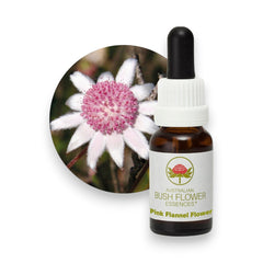 Pink Flannel Flower