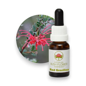 Red Grevillea