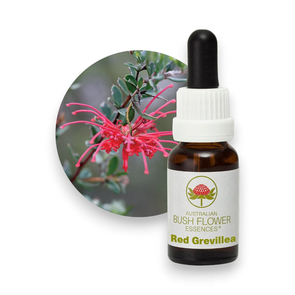 Red Grevillea