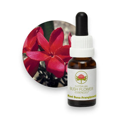 Red Suva Frangipani