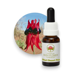 Sturt Desert Pea