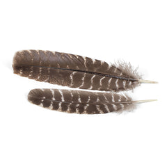 Wild Turkey Feder
