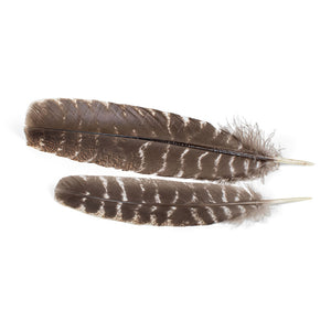 Wild Turkey Feder
