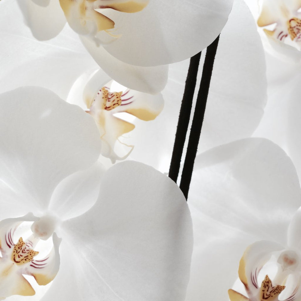 Weisse Orchidee Räucherstäbchen - Sacred Elephant Spécialiste Incense