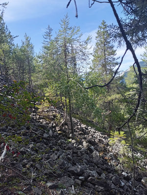 Fichtenharz (Schweiz)